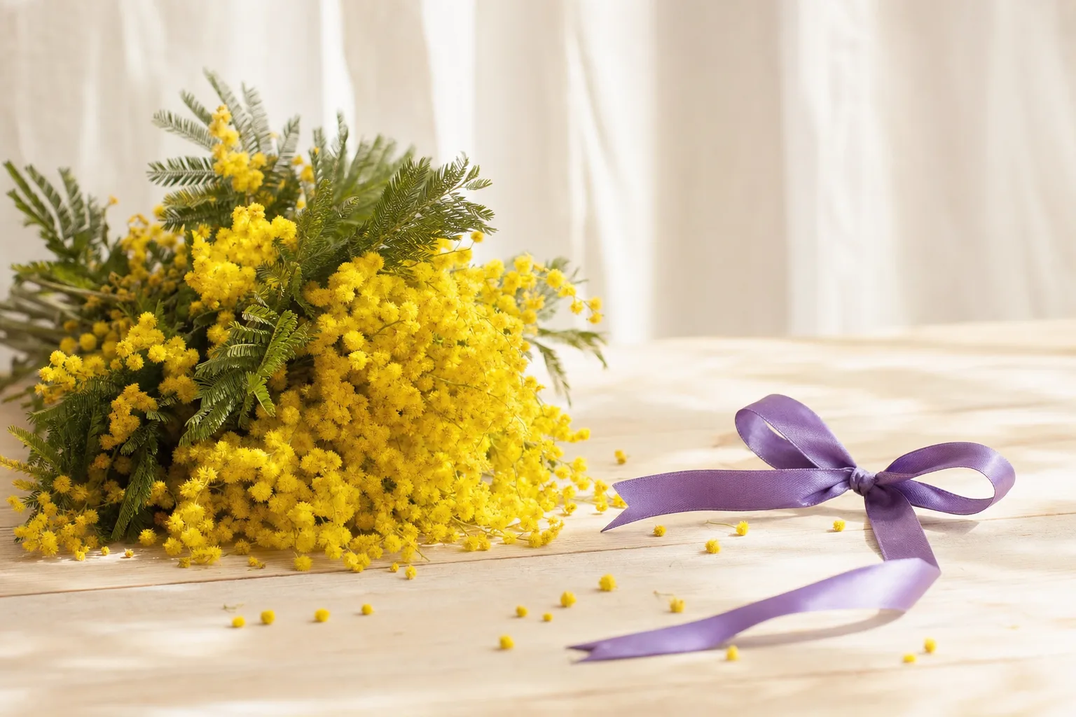 Mimosas et ruban violet, symboles de la Journée internationale des droits des femmes